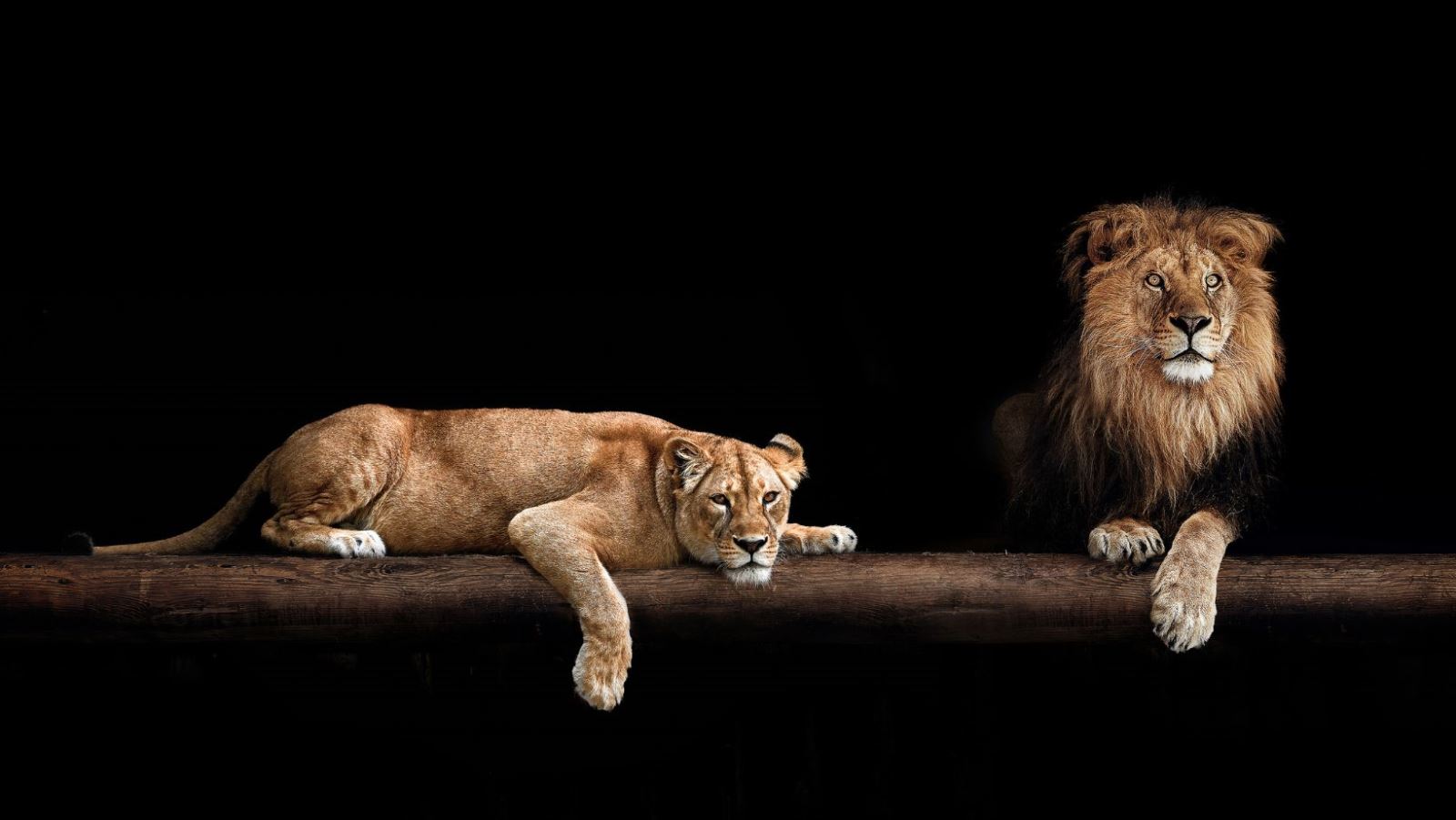 Two lions resting on a log at night